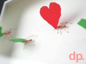 heart_ants_byDieterPeters_wireants