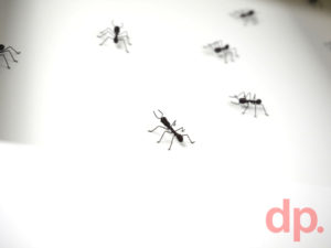 little_ant_byDieterPeters_wireants