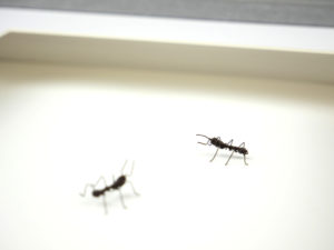 meet_you_ants_wireants