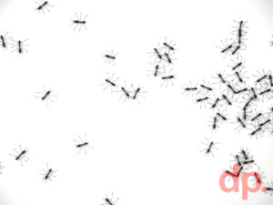 random_ants_byDieterPeters_wireants